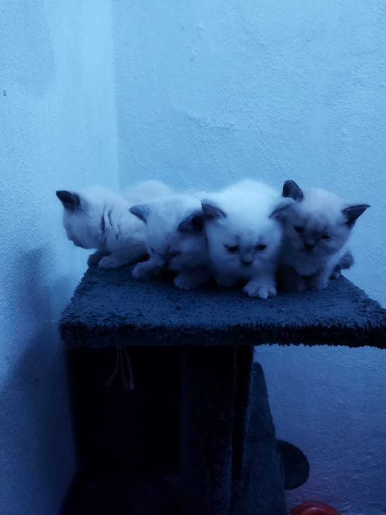 EXPO PET OTEL ANTALYA