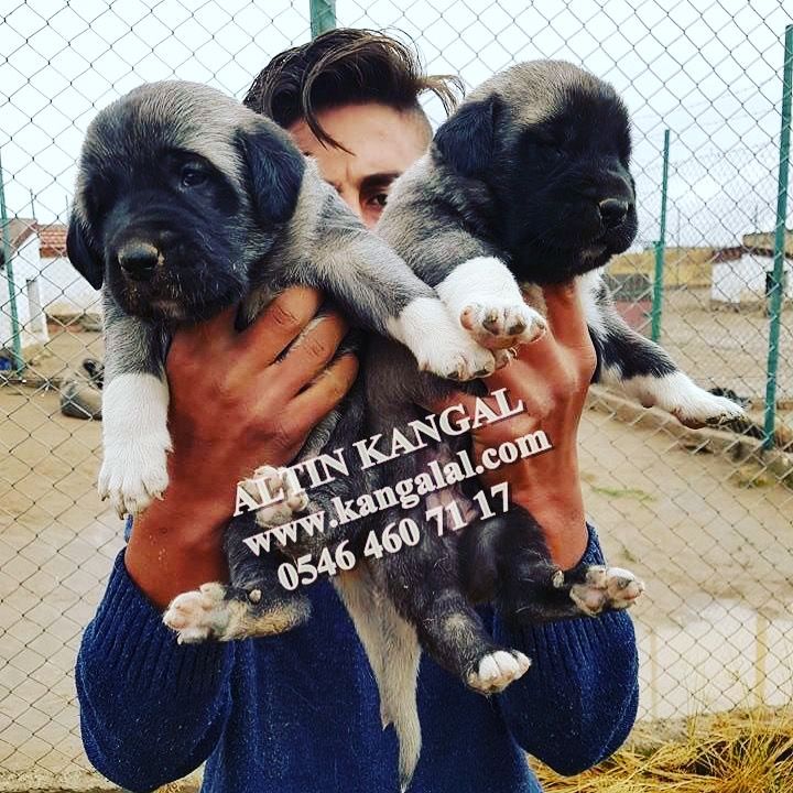 Altınkangal Köpek Çiftliği
