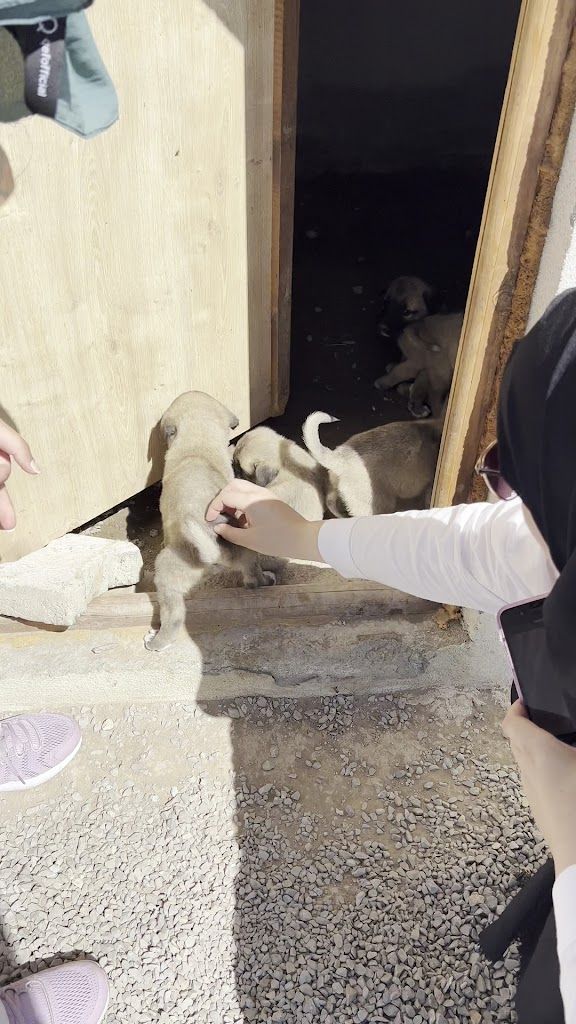 Kangal Kaymakamlığı Köpek Yetiştirme Çiftliği