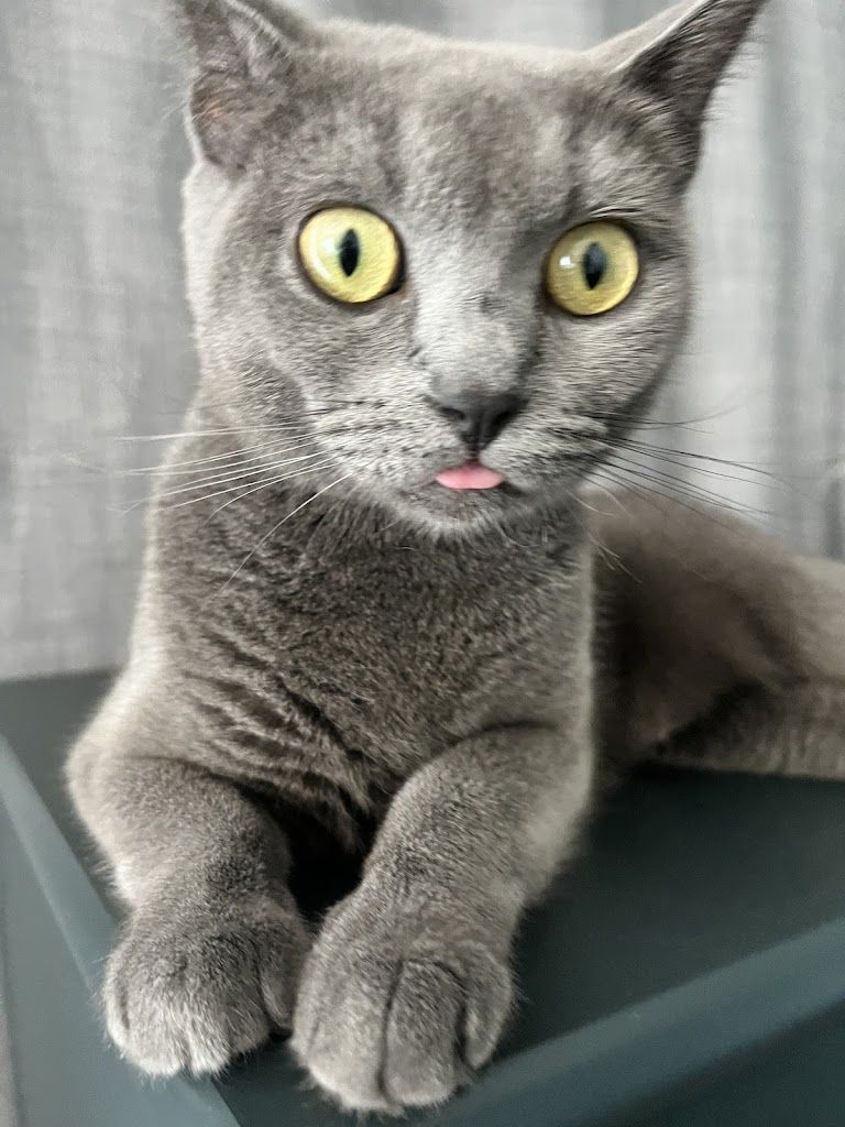 Therapy Point Pet Otel